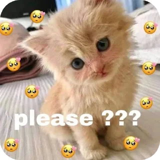 🧸 emoji Cats @telugustickerss Telegram sticker 15 of 21