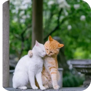 Sticker from Cats @telugustickerss