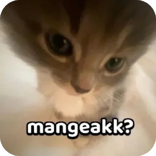 🐱 emoji 카이지 Telegram sticker 8 of 89