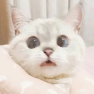 😼 emoji kucim eji Telegram sticker 12 of 28