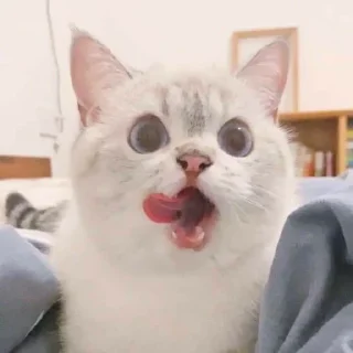 😼 emoji kucim eji Telegram sticker 19 of 28