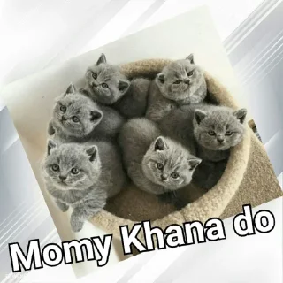 🥺 emoji Cats In Hindi @CrazyStarSticker Telegram sticker 24 of 57