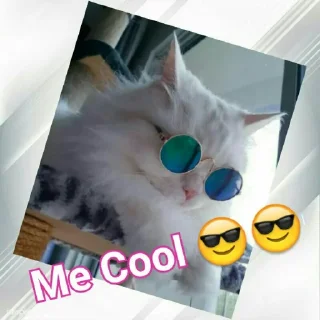 😎 emoji Cats In Hindi @CrazyStarSticker Telegram sticker 5 of 57