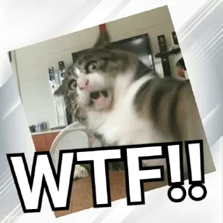 😨 emoji Cats In Hindi @CrazyStarSticker Telegram sticker 23 of 57
