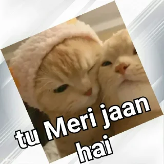 👩‍❤️‍💋‍👨 emoji Cats In Hindi @CrazyStarSticker Telegram sticker 16 of 57