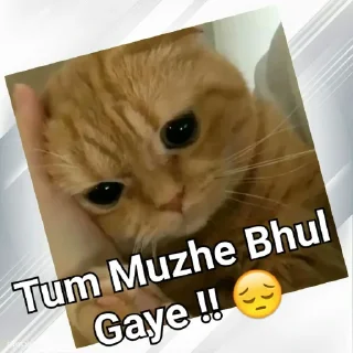 🥺 emoji Cats In Hindi @CrazyStarSticker Telegram sticker 20 of 57
