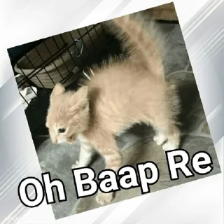 😱 emoji Cats In Hindi @CrazyStarSticker Telegram sticker 21 of 57