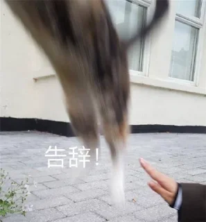 🐱 emoji 免费嫩模裸聊 空降美女 @obzsb789 Telegram sticker 23 of 120