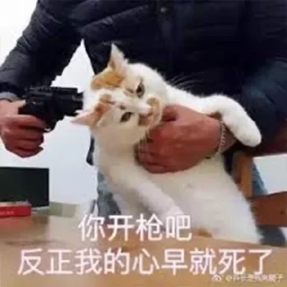 🐱 emoji 免费嫩模裸聊 空降美女 @obzsb789 Telegram sticker 19 of 120