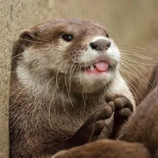 🦦 emoji otter Telegram sticker 20 of 34