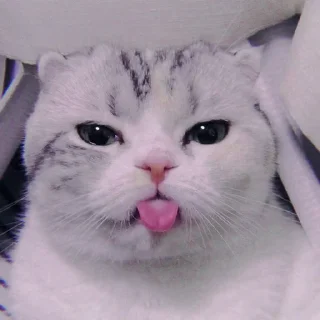 🐾 emoji @crmll06 ⩩murti Telegram sticker 11 of 80