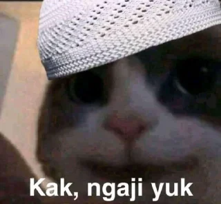 🐈 emoji Kucing sange Telegram sticker 16 of 25