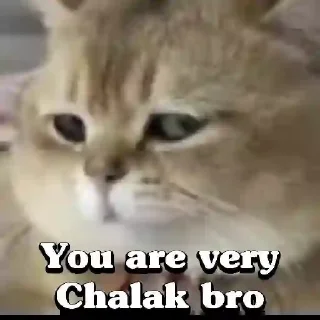 Sticker from Cute Cats 😻😻