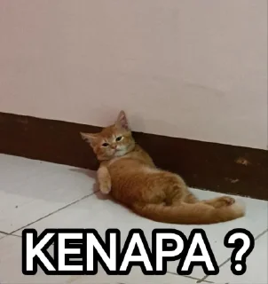😅 emoji kucing Telegram sticker 7 of 19