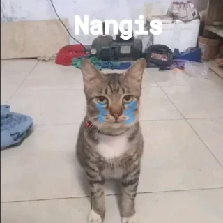 🤓 emoji kucing Telegram sticker 7 of 7