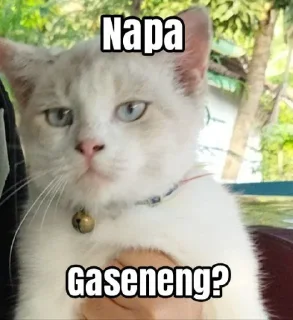 😅 emoji kucing Telegram sticker 5 of 19