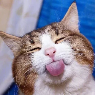 😝 emoji Cats for Gemini Group Telegram sticker 18 of 18