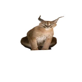 😃 emoji Caracal Telegram sticker 6 of 30