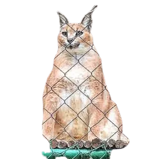 😎 emoji Caracal Telegram sticker 8 of 30
