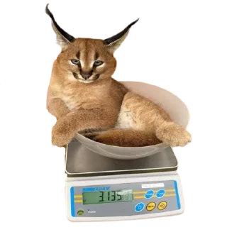 Sticker from Caracal