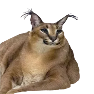 😁 emoji Caracal Telegram sticker 7 of 30
