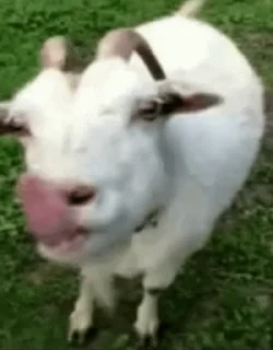 🐐 emoji WebM Telegram sticker 11 of 31