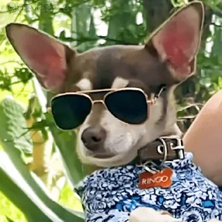 😀 emoji Perritos pa' responder 2 🐶❤️ Telegram sticker 18 of 18