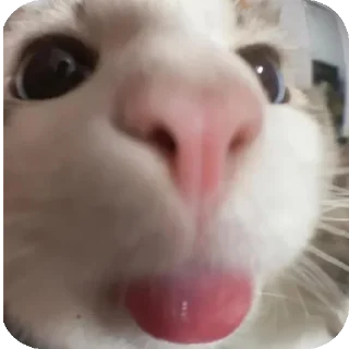 🐱 emoji Kittu (mussu) Telegram sticker 5 of 58
