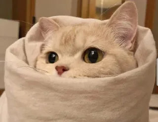 🤔 emoji Kittu — @stckrRobot Telegram sticker 15 of 120