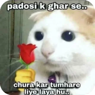 🐱 emoji Kittu (mussu) Telegram sticker 23 of 58