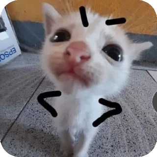 🐱 emoji Kittu (mussu) Telegram sticker 4 of 58