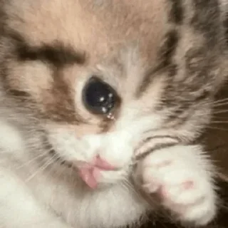 🥺 emoji Kittu — @stckrRobot Telegram sticker 18 of 120