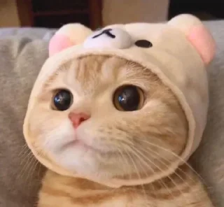 🤔 emoji Kittu — @stckrRobot Telegram sticker 16 of 120