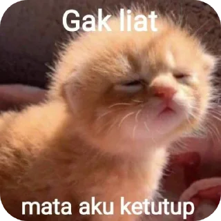 🐱 emoji anomali ganteng Telegram sticker 6 of 33