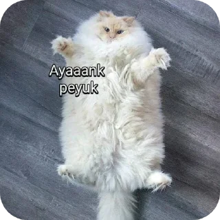 🐱 emoji anomali ganteng Telegram sticker 4 of 33