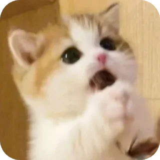 🐱 emoji anomali ganteng Telegram sticker 18 of 33
