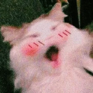 🐣 emoji 🐈✨  | @Teton_XD ㅤ ⁪⁬⁮⁮⁮⁮ ‌ㅤ ⁪⁬⁮⁮⁮⁮ ‌ ㅤ ⁪⁬⁮⁮⁮⁮ ‌ㅤ ⁪⁬⁮⁮⁮⁮ ‌ㅤ ⁪⁬⁮⁮⁮ Telegram sticker 7 of 30