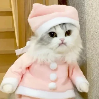 Sticker from @wallpaper_kid cute cat😺 @Anime_Sticker_noob