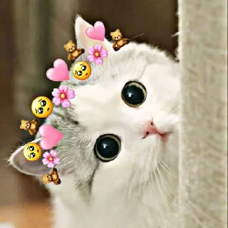 💞 emoji @wallpaper_kid cute cat😺 @Anime_Sticker_noob Telegram sticker 18 of 120