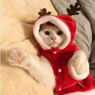 💞 emoji @wallpaper_kid cute cat😺 @Anime_Sticker_noob Telegram sticker 7 of 120