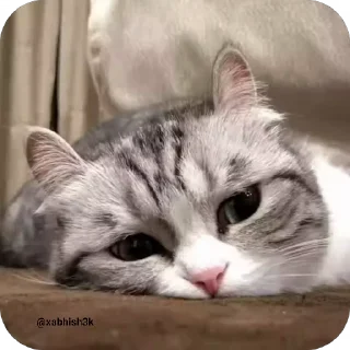 😺 emoji Cᴜᴛᴇ ᴄᴀᴛ @Sticker_Pack_channel — @stckrRobot Telegram sticker 5 of 51