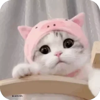 🙂 emoji Cᴜᴛᴇ ᴄᴀᴛ @Sticker_Pack_channel — @stckrRobot Telegram sticker 6 of 51