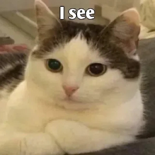 👀 emoji ashleel meow  @koi_na_meow Telegram sticker 10 of 55