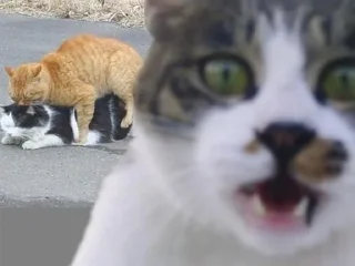 Sticker from cat meme