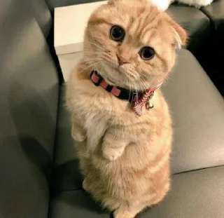🥺 emoji anjing @losemuakontol Telegram sticker 15 of 95