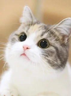 👀 emoji Cute cat Telegram sticker 9 of 11