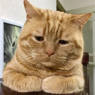 😍 emoji 奶酪猫 Telegram sticker 13 of 105