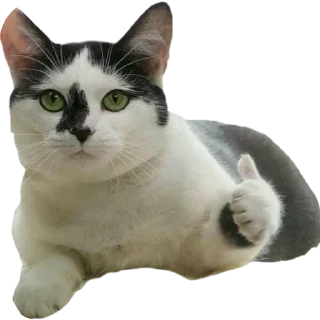 🐱 emoji koko Telegram sticker 9 of 73
