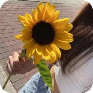 Sticker from Sunflower 🌻