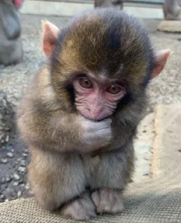 😞 emoji 買嬲的動物園 Telegram sticker 14 of 110